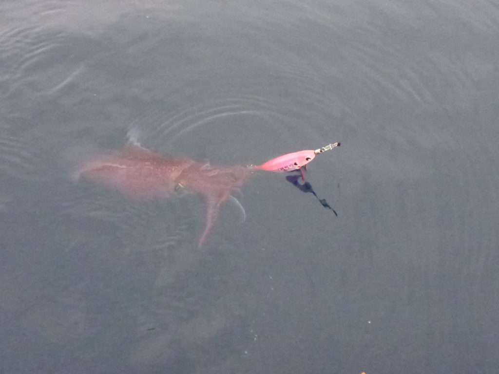 Dans cette eau un peu mâchée, l’Ultra Bait de couleur rose a fait la différence ce jour là !