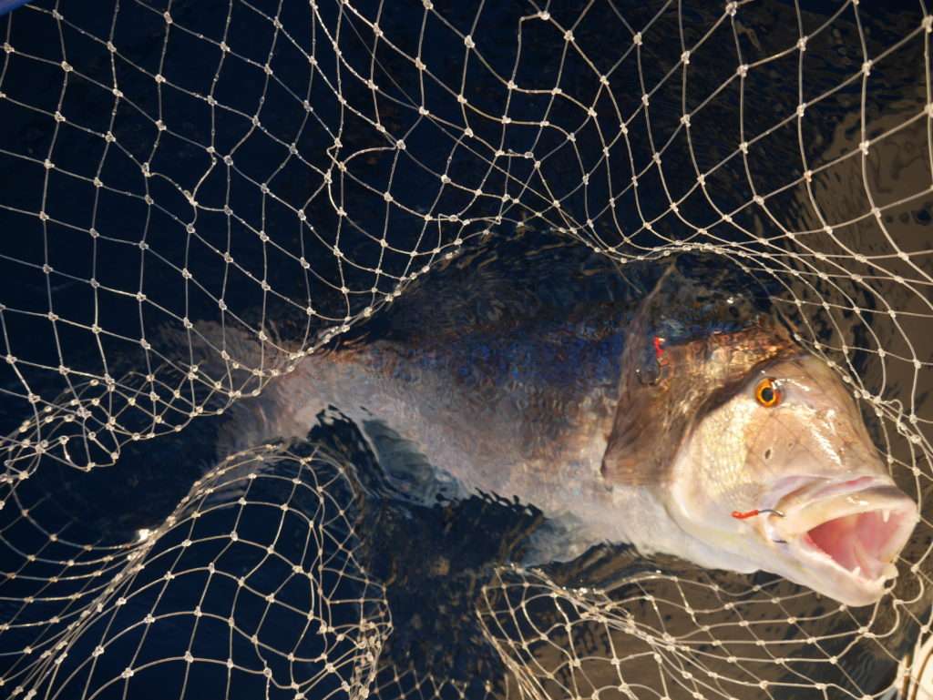 Pour de beaux poissons comme ce magnifique denti, une épuisette est indispensable ! 