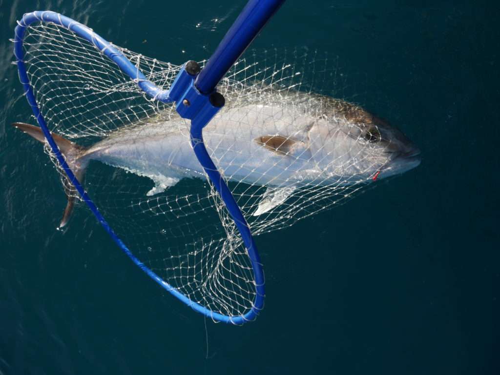 Avec un gros poisson, il est nécessaire de tirer le manche vers soi plutôt que de soulever