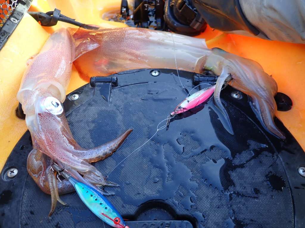 Doublé de calamars à l’Ultra Bait en kayak ! 