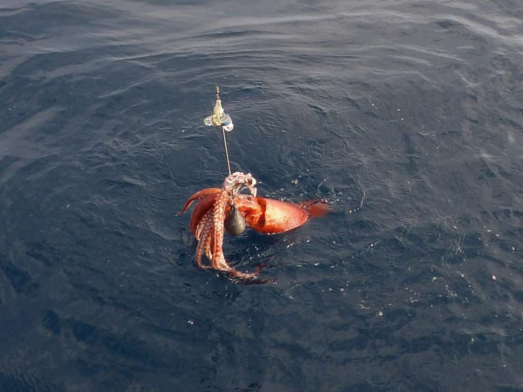 Ce calamar pris à la turlutte épingle doit être épuisetté pour pouvoir être monté au bateau ! 