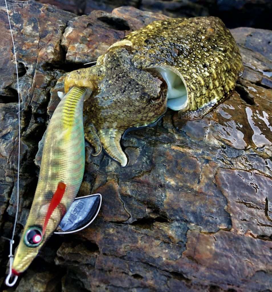 Seiche prise à la Pata Pata Yo-Zuri coloris…squid ! 