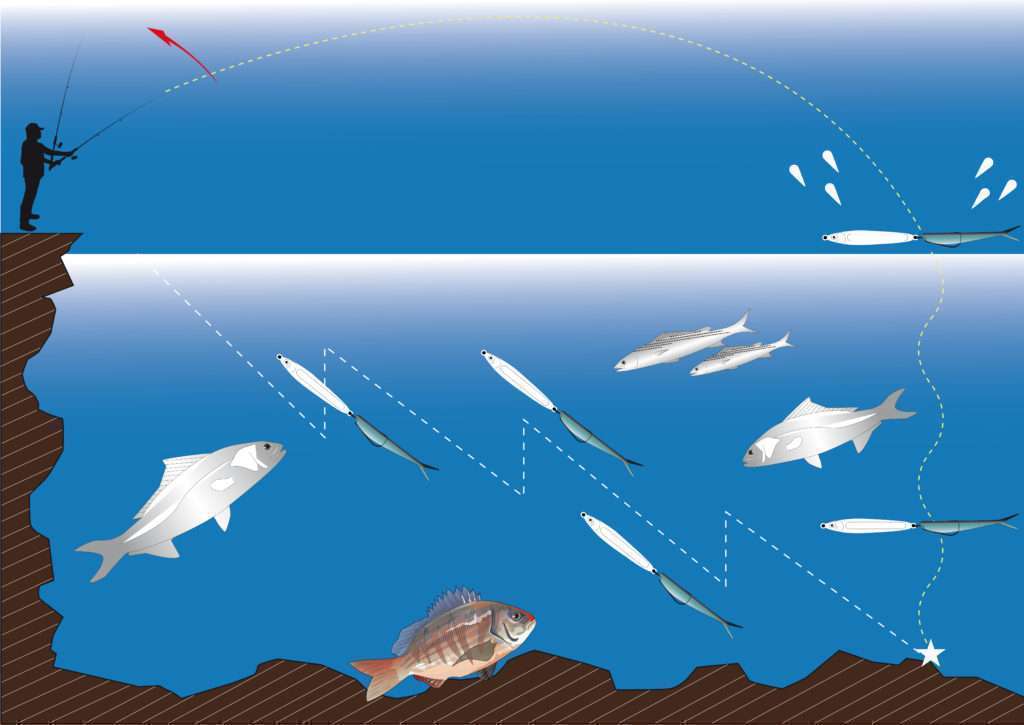 L’animation ascendante rapide (Cuiller Anchois + Fin’s)