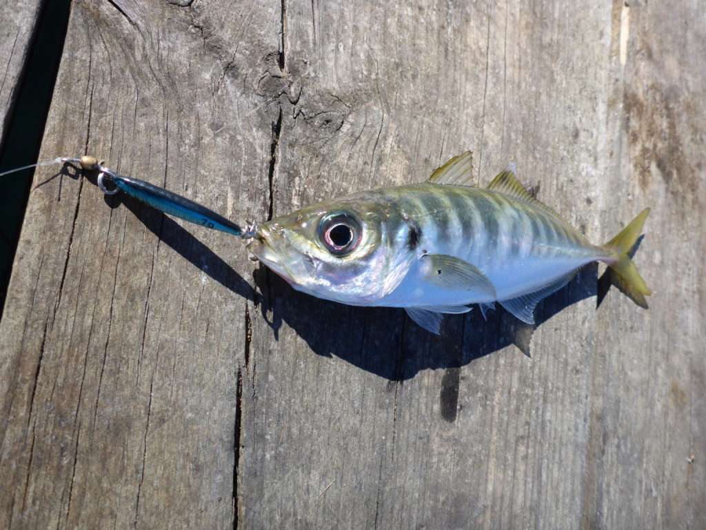 Aji fishing : la pêche des sévereaux !