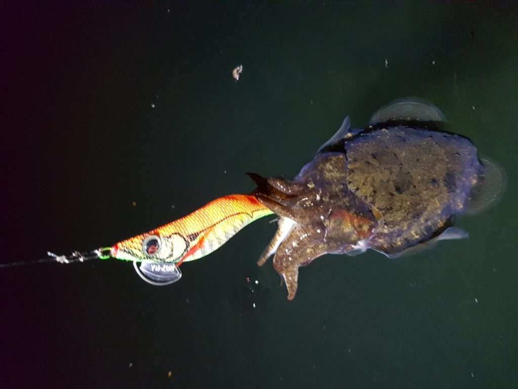 Seiche à la Pata Pata Yo-Zuri