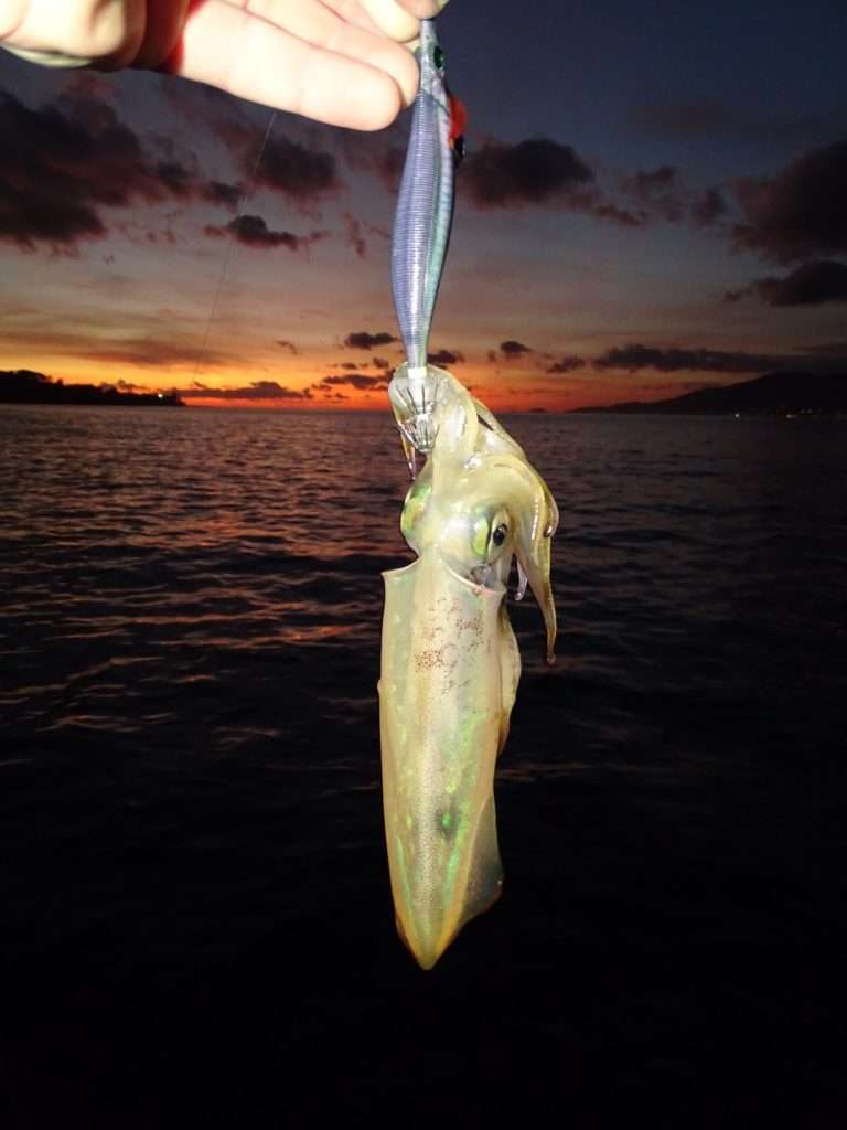 Calamar pris à la Pata Pata-Q Rattle Yo-Zuri coloris…squid ! 