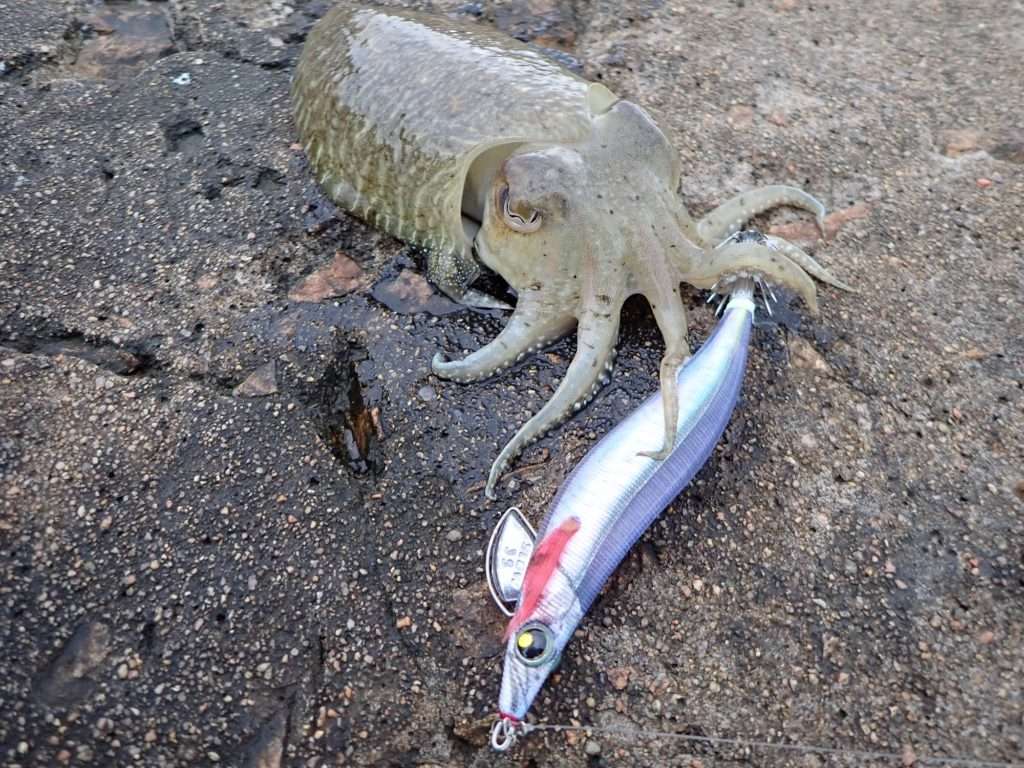 Belle seiche à la Pata Pata Slow Yo-Zuri