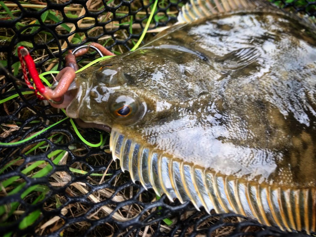 Associé à un ver, le tenya Rock Shallow Explorer Tackle est excellent sur les plats !