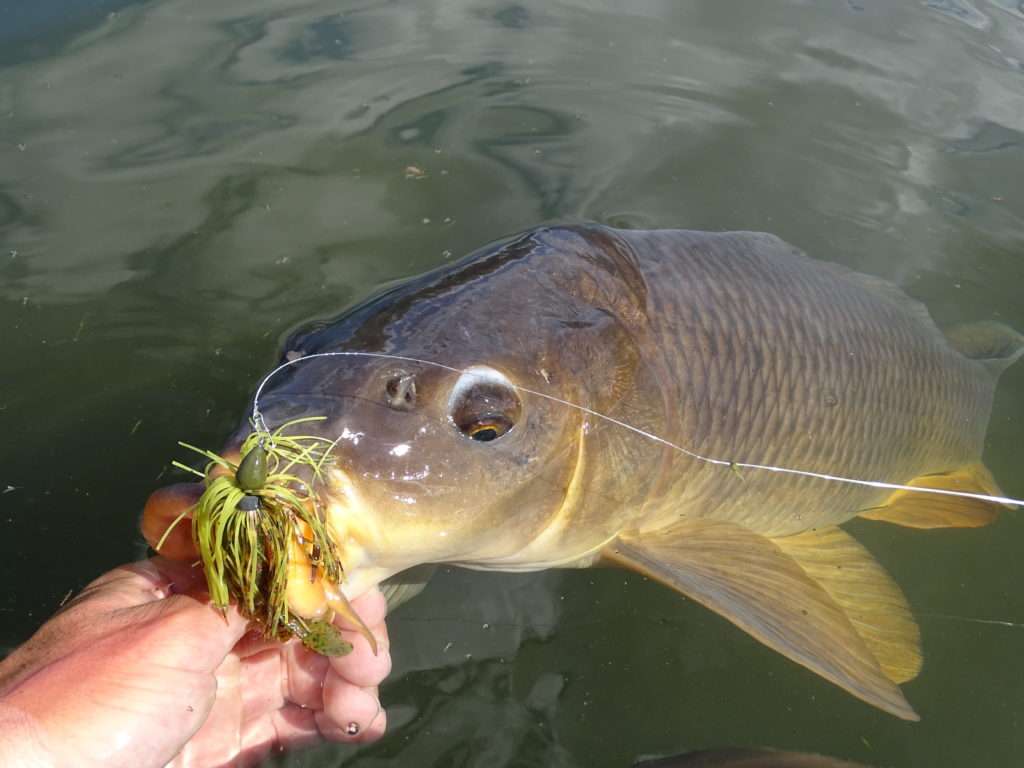 Les carpes consommant des écrevisses, il est possible d’en prendre au rubber jig avec une craw en trailer