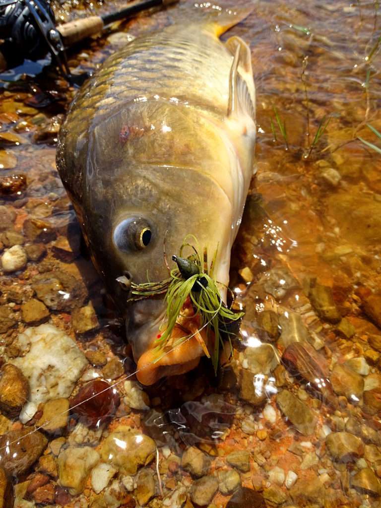 Il est même possible de prendre des carpes au Rubber jig en bottom taping