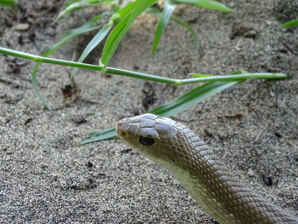 Serpent vivant prés de la case d'Etienne !