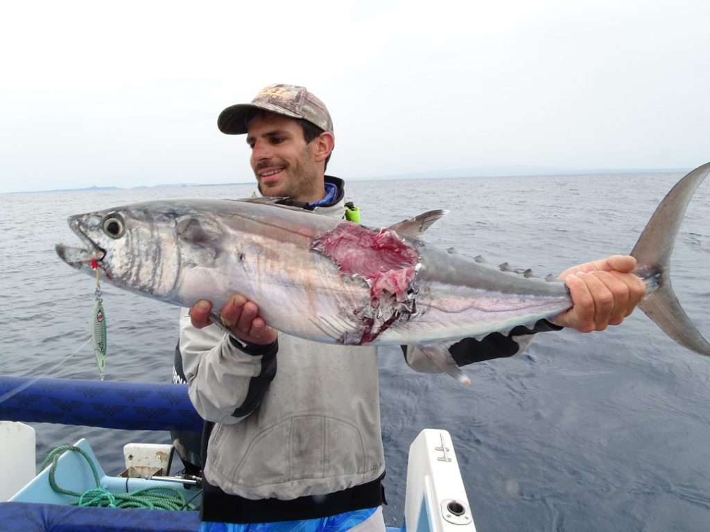 Un poisson qui a rencontré un "taxman"! 