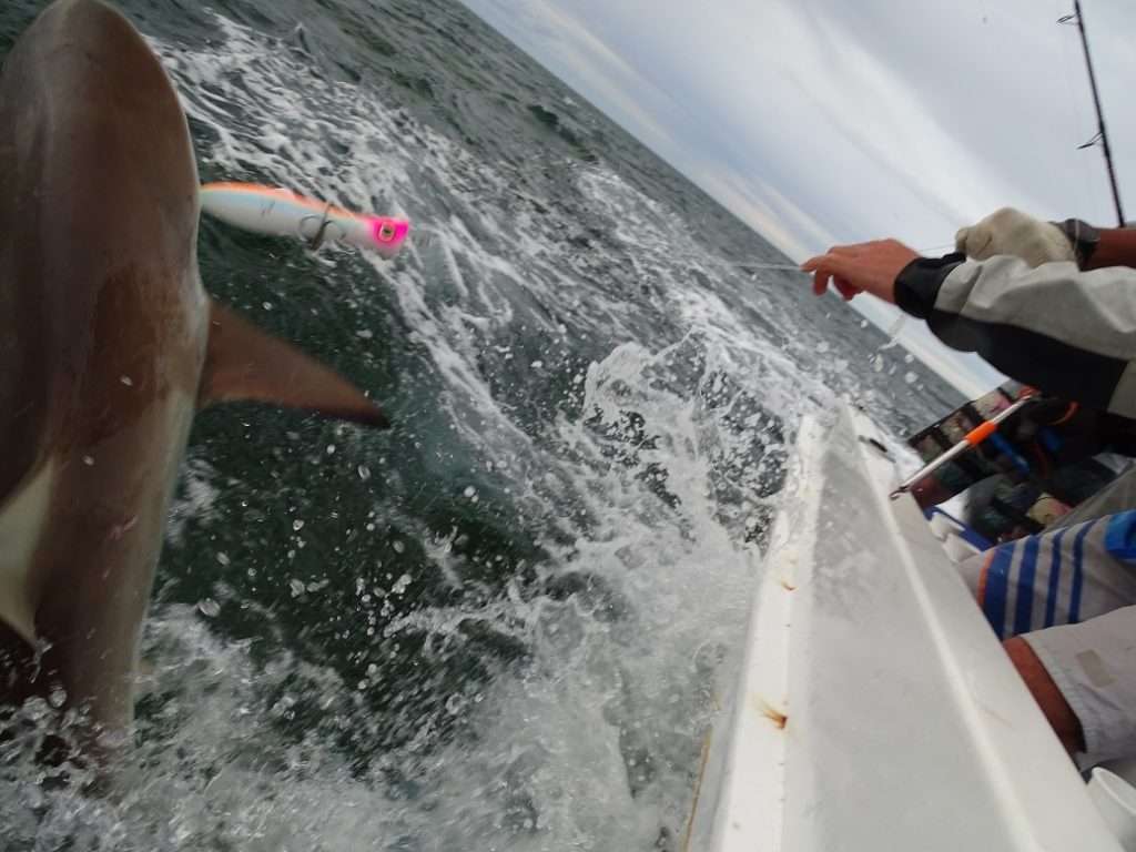 grosse galère à décrocher les requins !