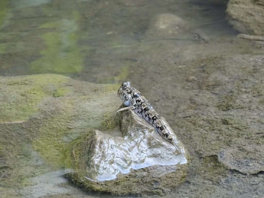 Drôles de gobies sauteurs 