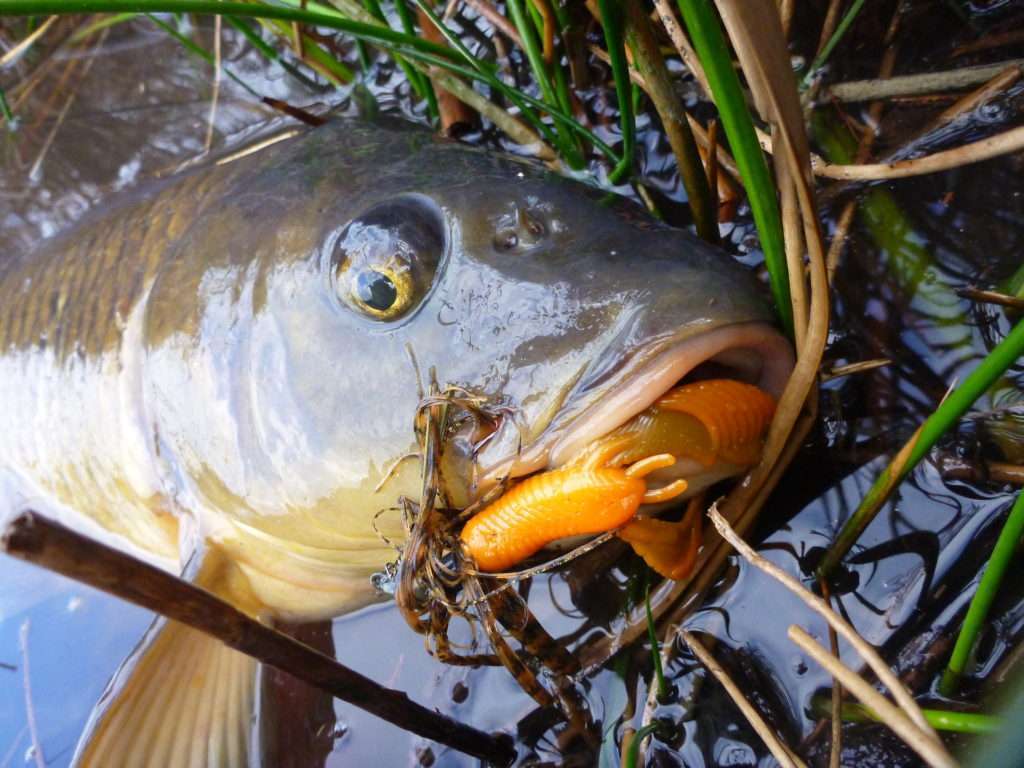 Associé à un rubber jig, le Caw chunk est même efficace sur les carpes! 