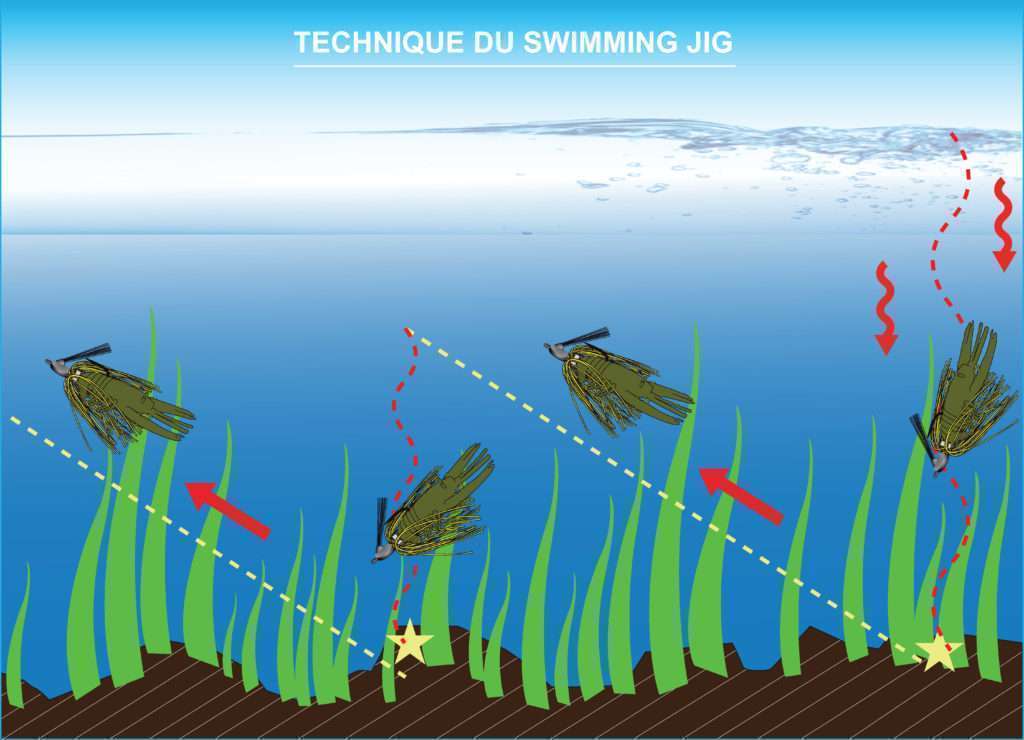 La technique du swimming jig consiste à alterner tirées vers le haut et descentes contrôlées