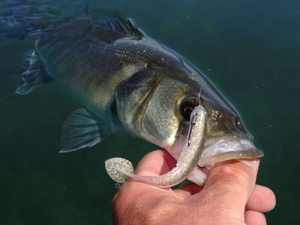 La pêche en buzzing est parfaite pour les eaux translucides