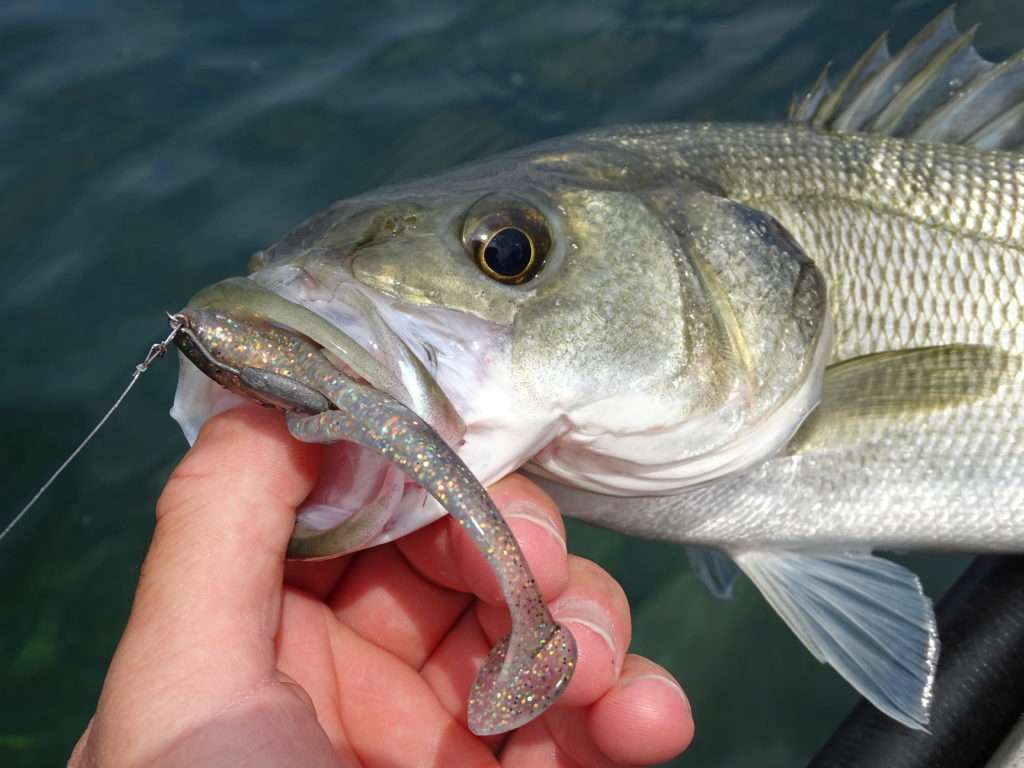 Leurre de pêche : la dandinette (jig) - Le Canada Français