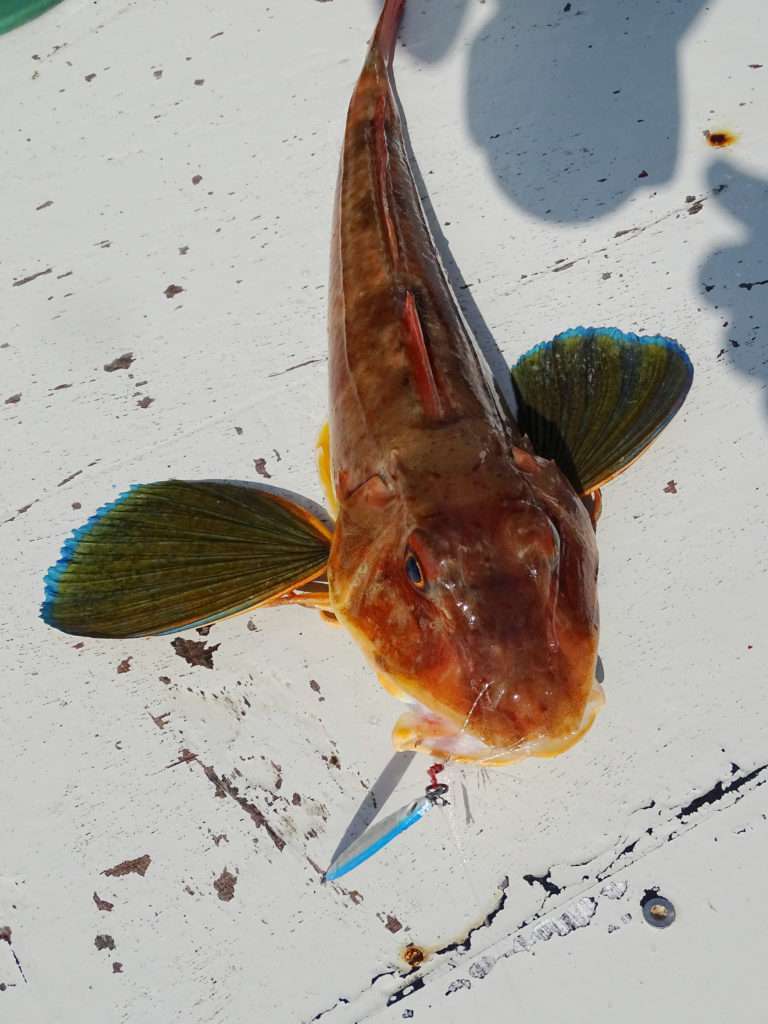 Ce magnifique grondin perlon a succombé au casting jig cuiller Anchois L-Jack boosté avec une lanière de calamar