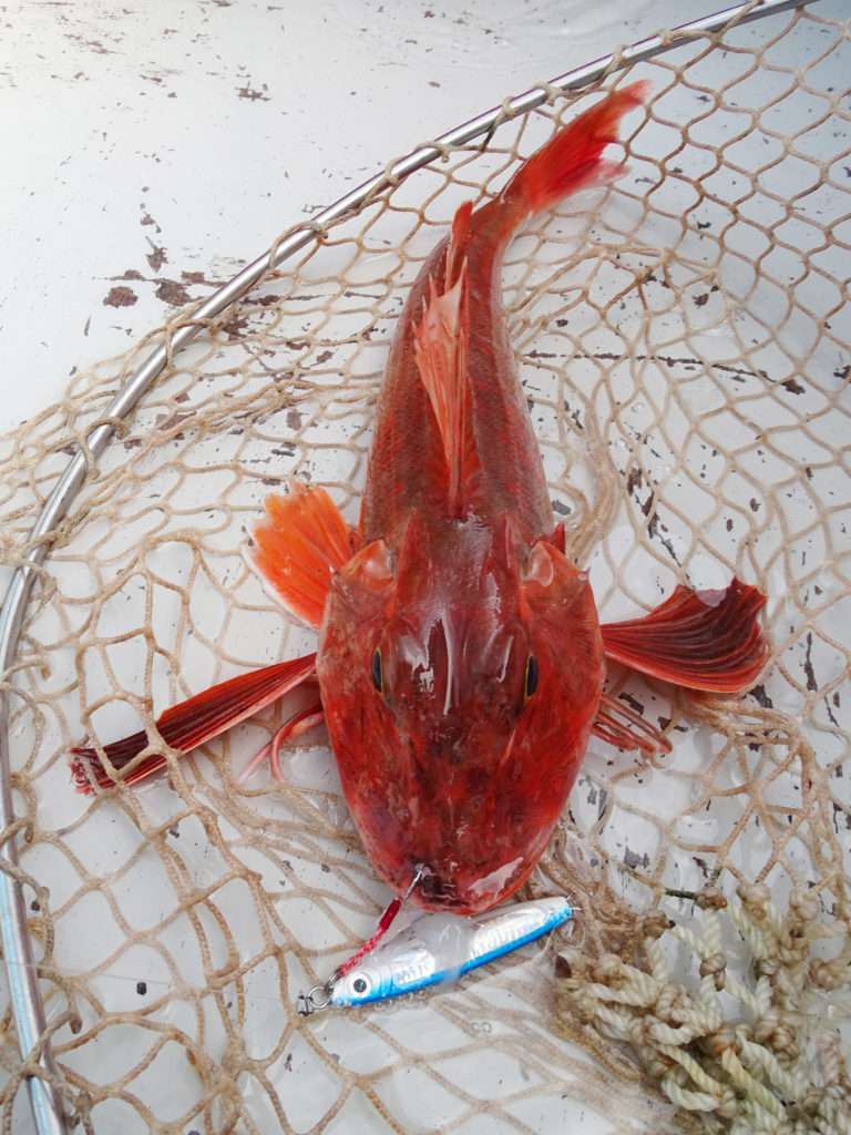 Beau grondin rouge pris par Etienne avec un combo Cuiller Anchois L-Jack / lanière de calamar