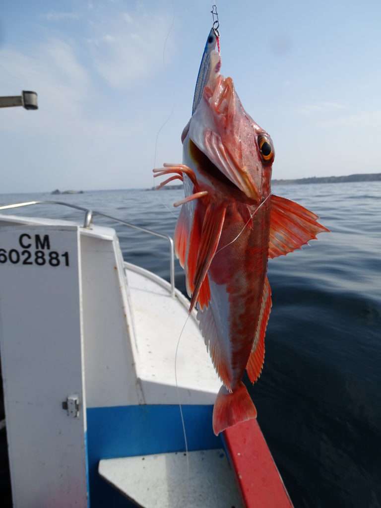 Beau grondin rouge pris par Etienne avec un combo Cuiller Anchois L-Jack / lanière de calamar