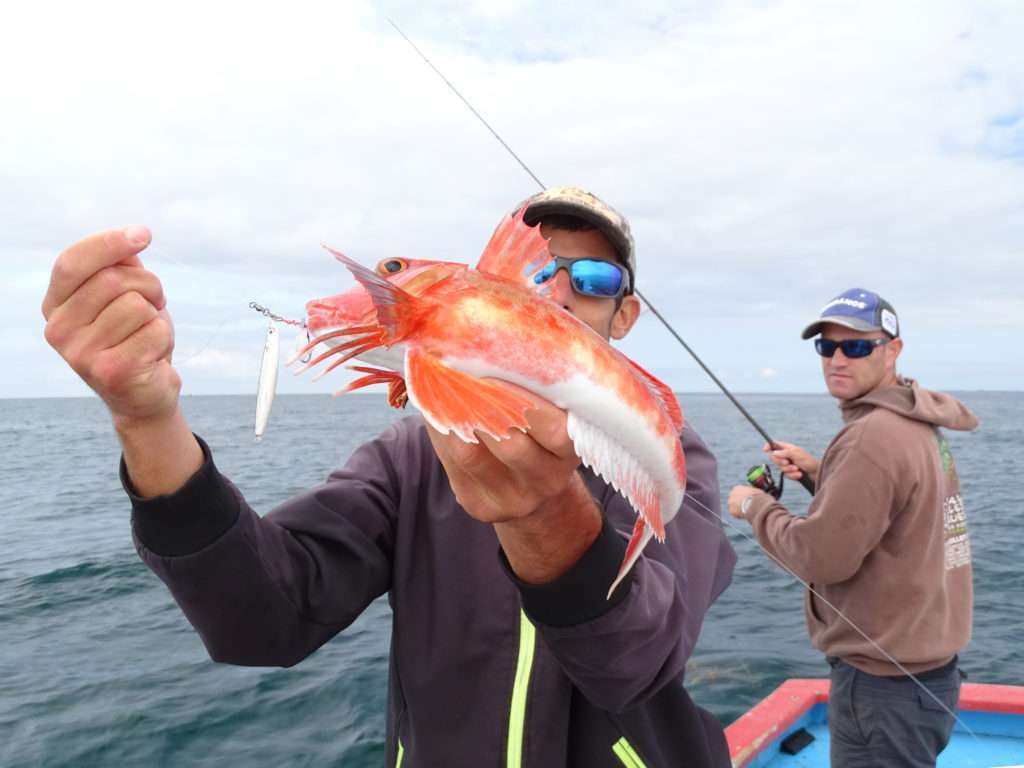 Beau grondin rouge pris par Etienne avec un combo Cuiller Anchois L-Jack / lanière de calamar