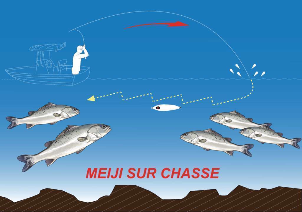 Le Meiji est parfait pour les pêches sur chasses de bars