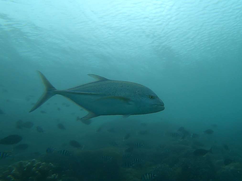 Un mur de poissons de toutes les couleurs vient tourner autour d'Etienne !