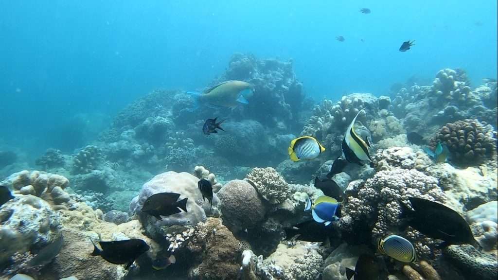 Un mur de poissons de toutes les couleurs vient tourner autour d'Etienne !