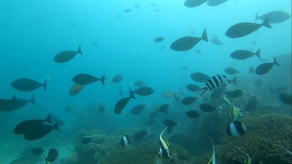 Un mur de poissons de toutes les couleurs vient tourner autour d'Etienne !