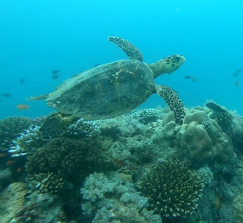 Nager avec une tortue : le rêve d'Etienne !