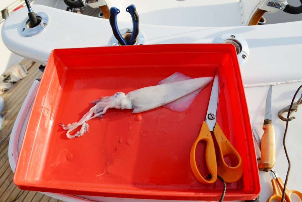 Un calamar pris en tataki tôt le matin permettra d’escher de nombreuses fois l’Hinata Kab