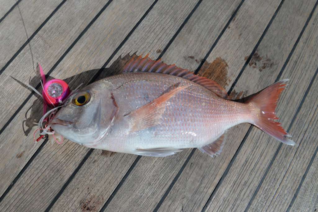 Pagre pris par 140 m de profondeur à l’Hinata Kab Explorer Tackle