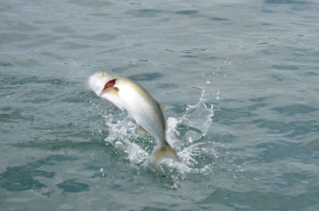 Le tassergal est un poisson à la défense très aérienne