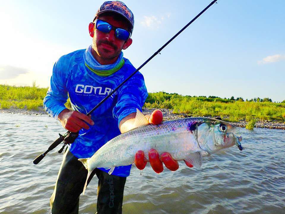 Le coloris Salt and Pepper du Crappie Dapper fonctionne très bien sur les aloses