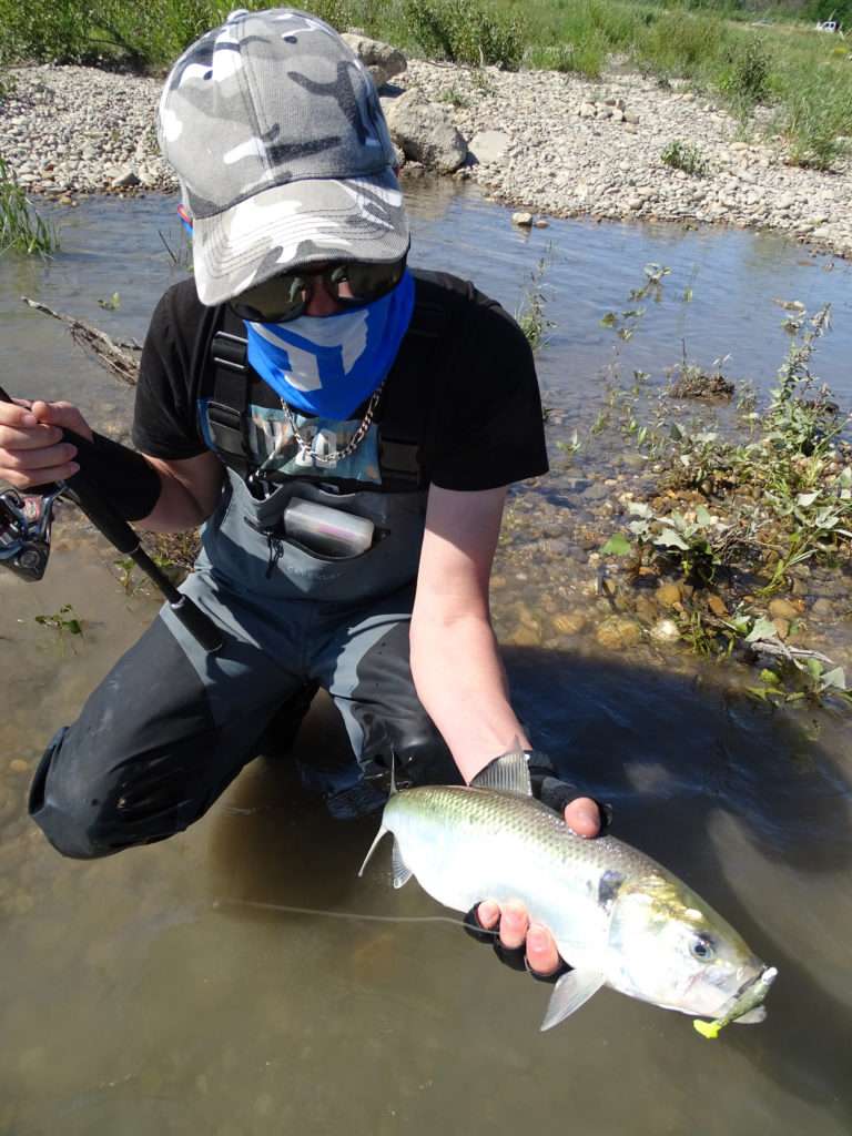 Encore une alose au Crappie Dapper Bass Assassin pour Paul ! 