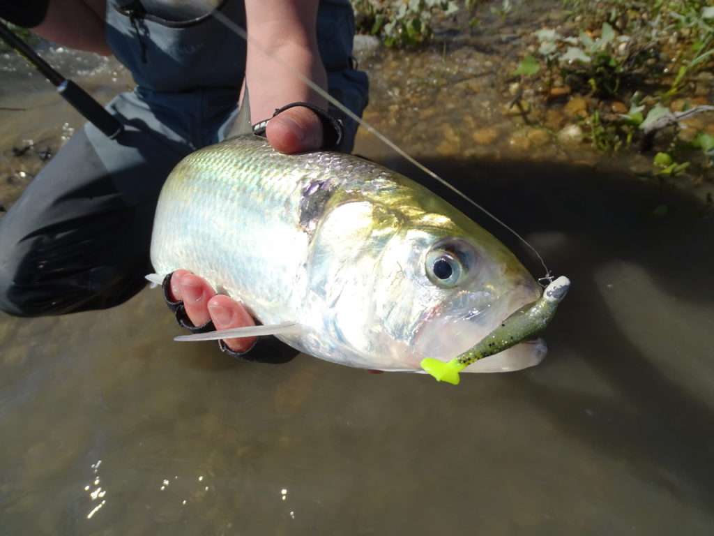 Les coloris incitatifs du Crappie Dapper sont très efficaces sur l’alose !