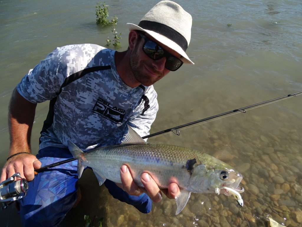 Le Crappie Dapper Bass Assassin est le shad idéal pour la pêche de l’alose !