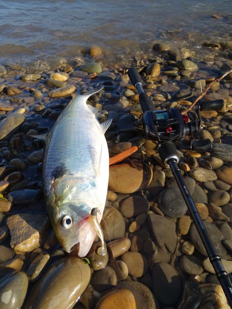 Avec sa petite taille et son profil effilé, le Crappie Dapper Bass Assassin est parfait pour la pêche de l’alose ! 