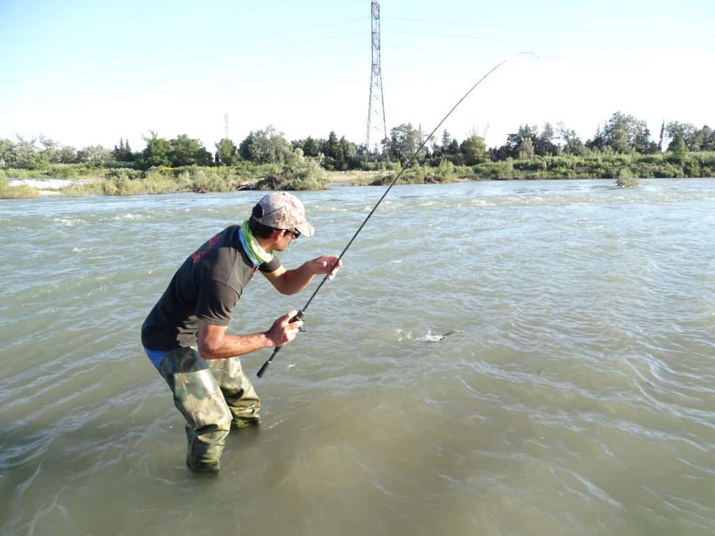 Etienne en combat avec une belle alose prise au Crappie Dapper Bass Assassin