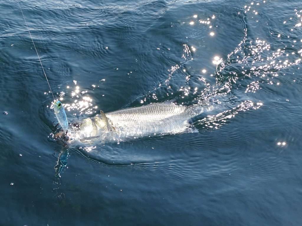 Avec son énorme sonorité, le 3DB Pencil 125 est capable de faire monter des poissons de profondeurs importantes