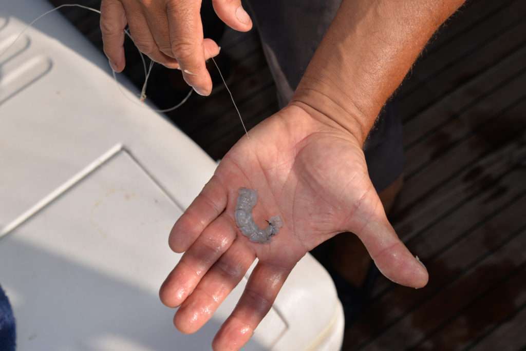 Les chairs de gambas sont renforcées avec du fil élastique à ligaturer