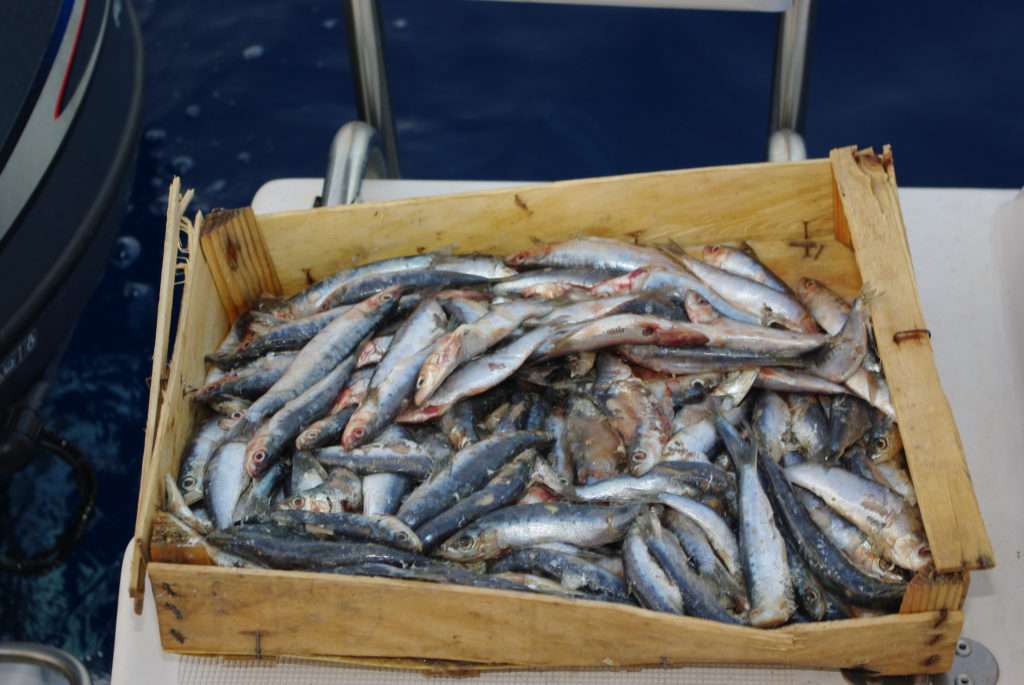 Un petit cageot de sardine suffit à un broumé léger