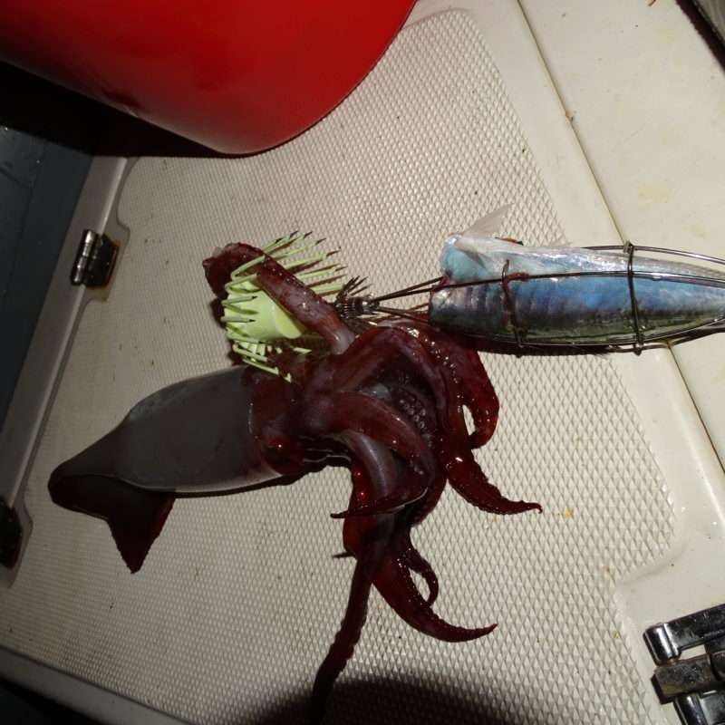 Calamar rouge pris avec la nouvelle turlutte cage plombée phospho
