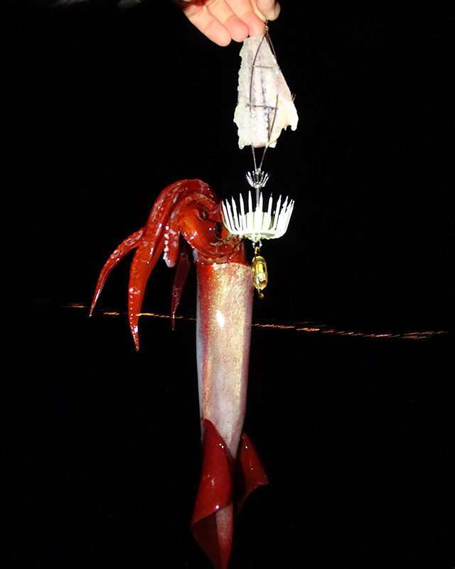 Calamar rouge pris avec la nouvelle turlutte cage plombée phospho