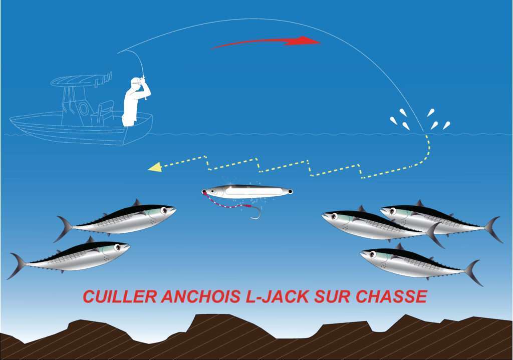 Cuiller Anchois L-Jack sur chasse de bonites