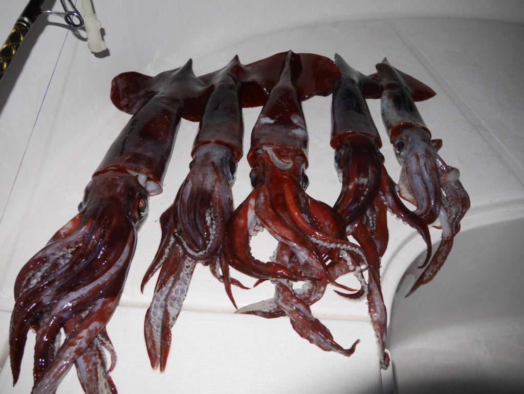 La pêche des calamars rouges à la Turlutte Cage Plombée Flashmer peut être hyper productive ! 