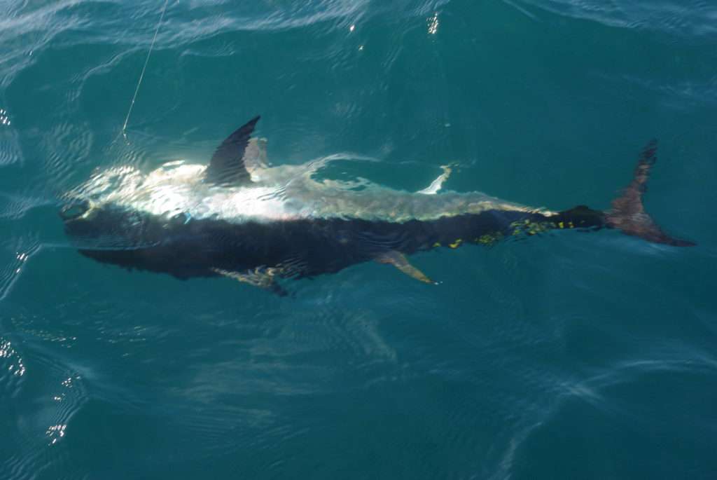 Le Mag Popper Yo Zuri est idéal pour la pêche du thon rouge sur chasses