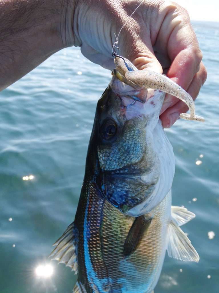 La pêche en buzzing est parfaite pour les eaux translucides