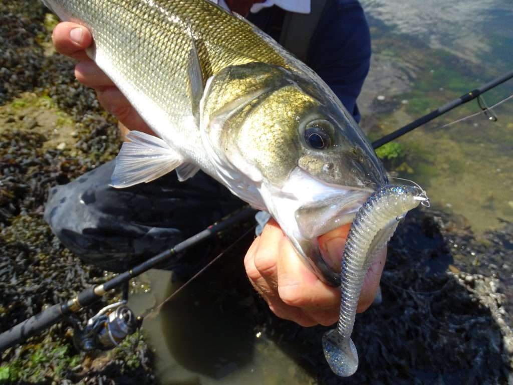 Un shad armé avec un texan plombé permet de pêcher dans les milieux très encombrés